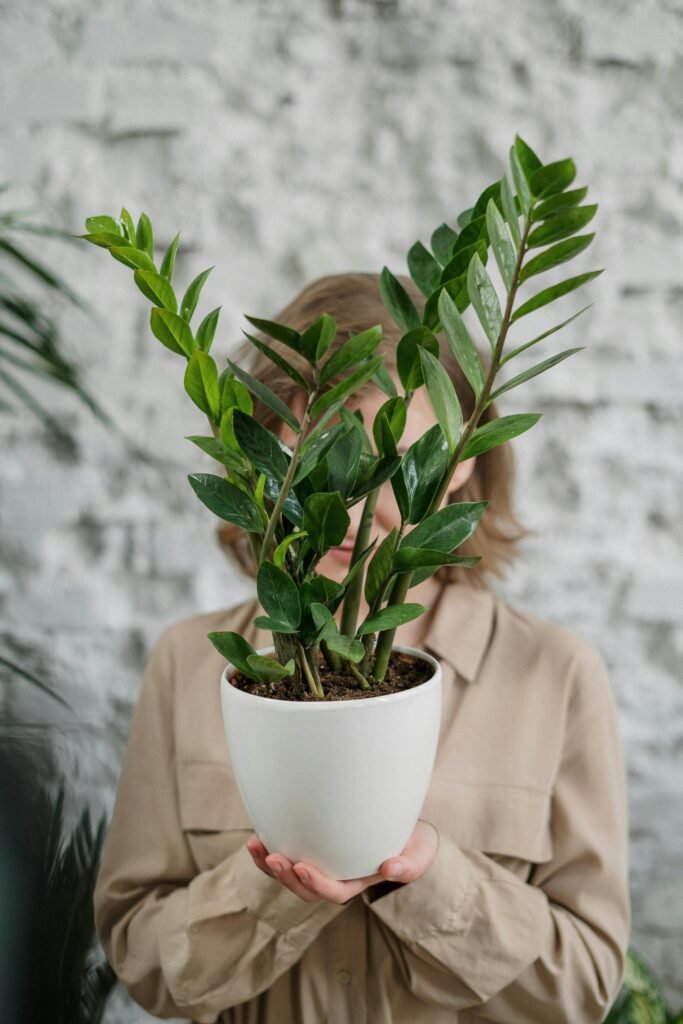 A woman holds a Zamioculcas plant in a white pot against a textured wall indoors.