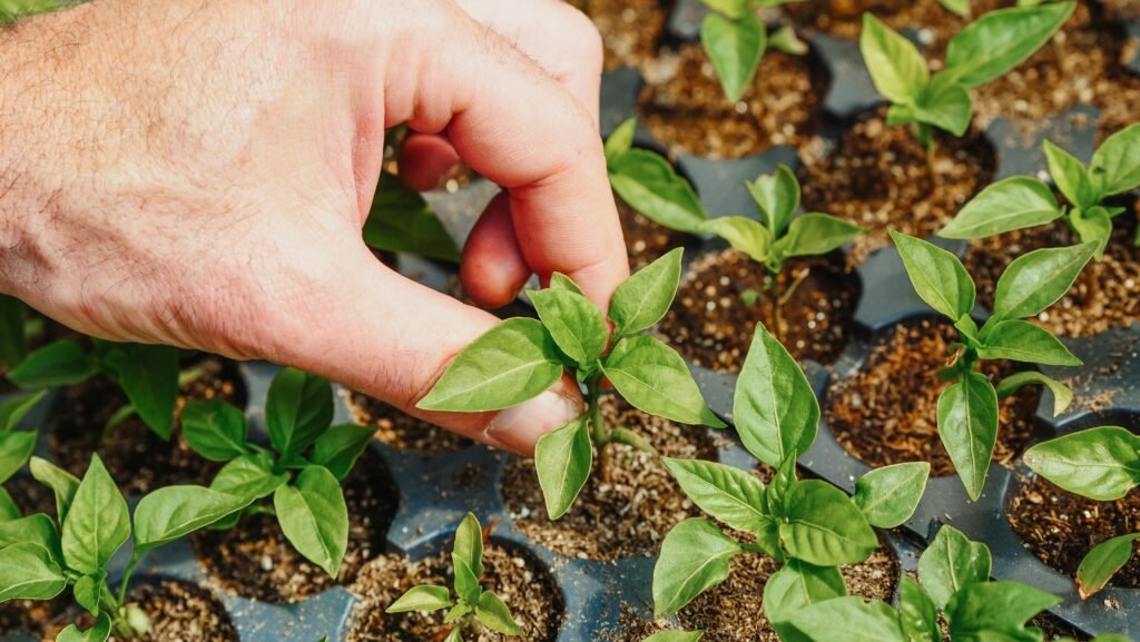 A detailed image of a hand nurturing young green saplings in soil, symbolizing growth and care.