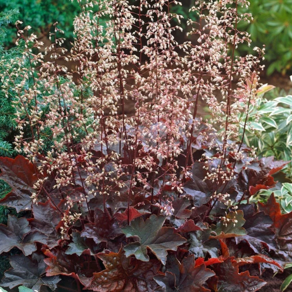 coral bells in a garden