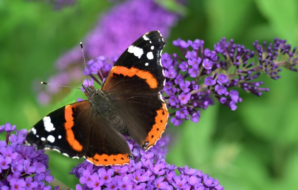 butterfly, admiral, vanessa atalanta, pyrameis atalanta, edelfalter, nymphalidae, close up, lilac, zierflieder, purple, wing, multicoloured, summer, flying, tender, filigree, easy, blossom, bloom, beautiful, flying insect, admiral, vanessa atalanta, vanessa atalanta, lilac, lilac, lilac, lilac, lilac, nature, purple, easy