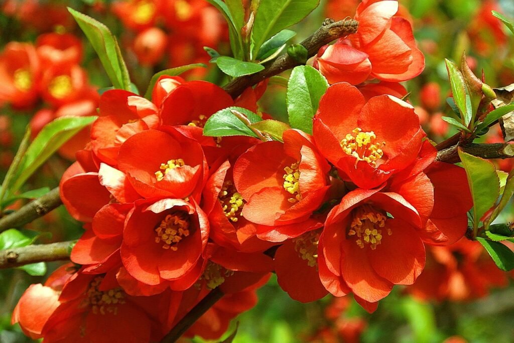 flowers quince, red, beautiful flowers, nature, flower, quince, decorative, color, flowering, quince decorative, ornamental shrub, garden, flora, flower background, spring, colorful, red-orange, floral, ornamental plants, pigwowiec japanese, flower wallpaper, quince, quince, quince, quince, quince