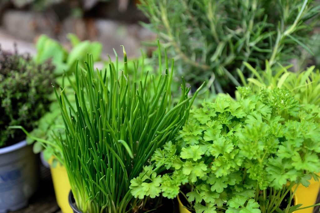 herbs, garden, nature, herb garden, culinary herbs, plants, parsley, chives, potted plants, potted herbs, fresh, fresh herbs, herbs, herbs, herbs, herbs, herbs, herb garden, herb garden, herb garden, parsley, parsley, parsley, chives, chives, potted herbs, fresh herbs