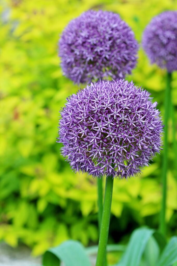 alliums, flowers, allium giganteum, purple flowers, beautiful flowers, plant, flower wallpaper, flower background, arboretum, garden, nature