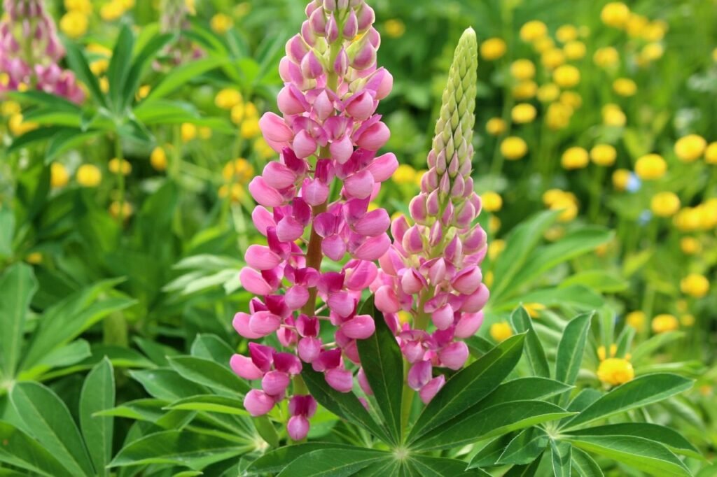 flora, plants, lupine, pink, garden, summer, home garden, nature, closeup, lupine, lupine, lupine, lupine, lupine, home garden