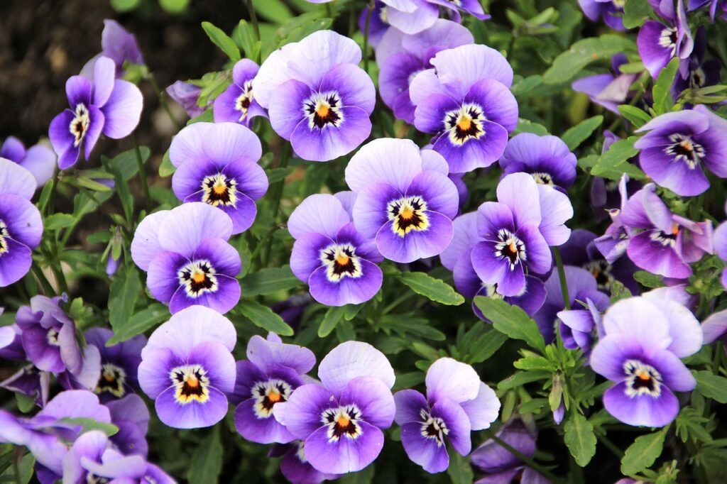 flowers, pansy, garden, violet, garden pansy, purple flowers, bloom, beautiful flowers, blossom, flower wallpaper, nature, flower background, flowering plant, ornamental plant, plant, flora, closeup, flowers, flowers, flowers, pansy, pansy, pansy, pansy, pansy, violet, violet, purple flowers