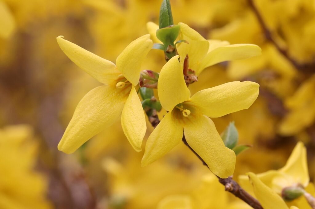 forsythia, spring, yellow, flower, flower background, garden, nature, plant, flowering, tree, park, spring flowers, forsythia, beautiful flowers, forsythia, flower wallpaper, forsythia, forsythia, forsythia