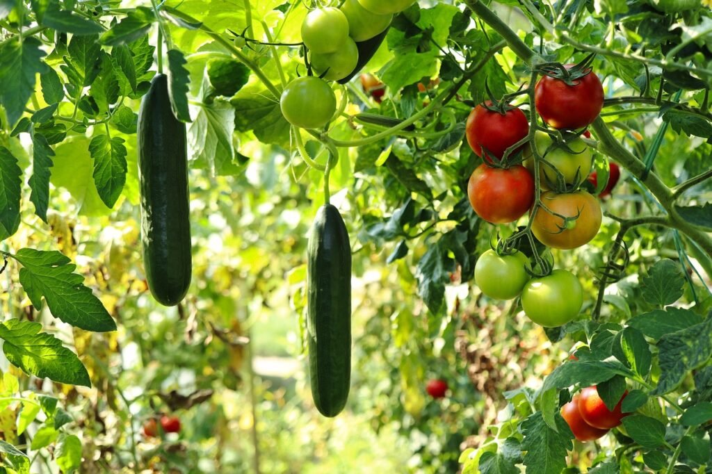 cucumber plant, tomato plant, vegetable garden, gardening, nature, horticulture, plants, vegetables, tomato plant, vegetable garden, vegetable garden, vegetable garden, vegetable garden, vegetable garden, vegetables