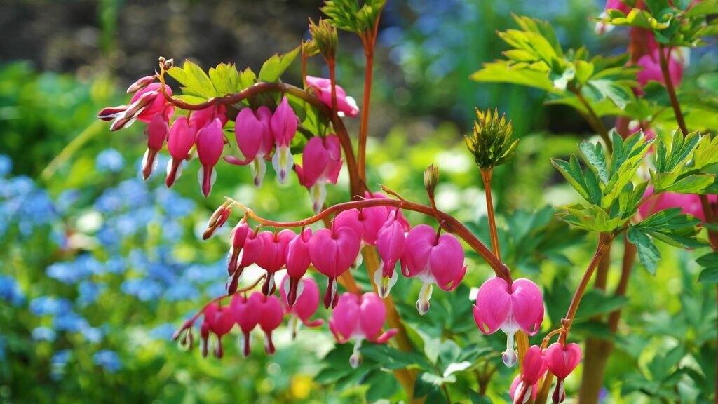 asian bleeding-heart, bleeding heart, flowers, pink flowers, flowering plants, ornamental plants, bloom, blossom, lamprocapnos spectabilis, flower background, spring, garden, spring flowers, flower garden, bleeding heart, bleeding heart, bleeding heart, bleeding heart, flowers, flowers, flowers, spring, garden, nature, flower wallpaper, garden, garden, garden, beautiful flowers, garden, flower garden, flower garden, flower garden, flower garden