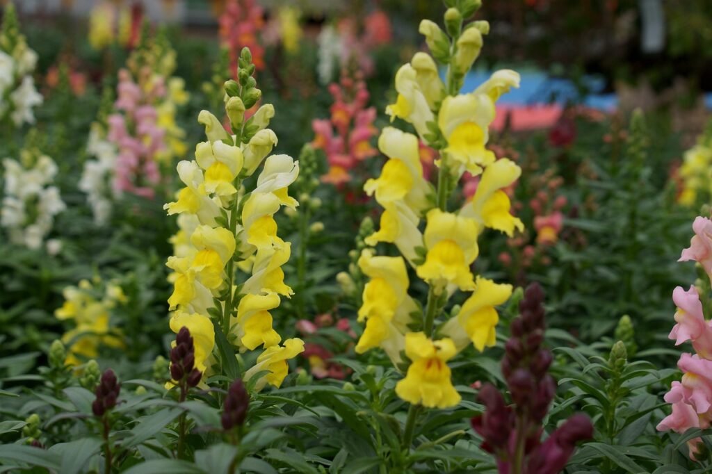 snapdragon, beautiful flowers, flowers, yellow flowers, petals, flower background, yellow petals, bloom, blossom, flora, plants, nature, snapdragon, snapdragon, flower wallpaper, snapdragon, snapdragon, snapdragon