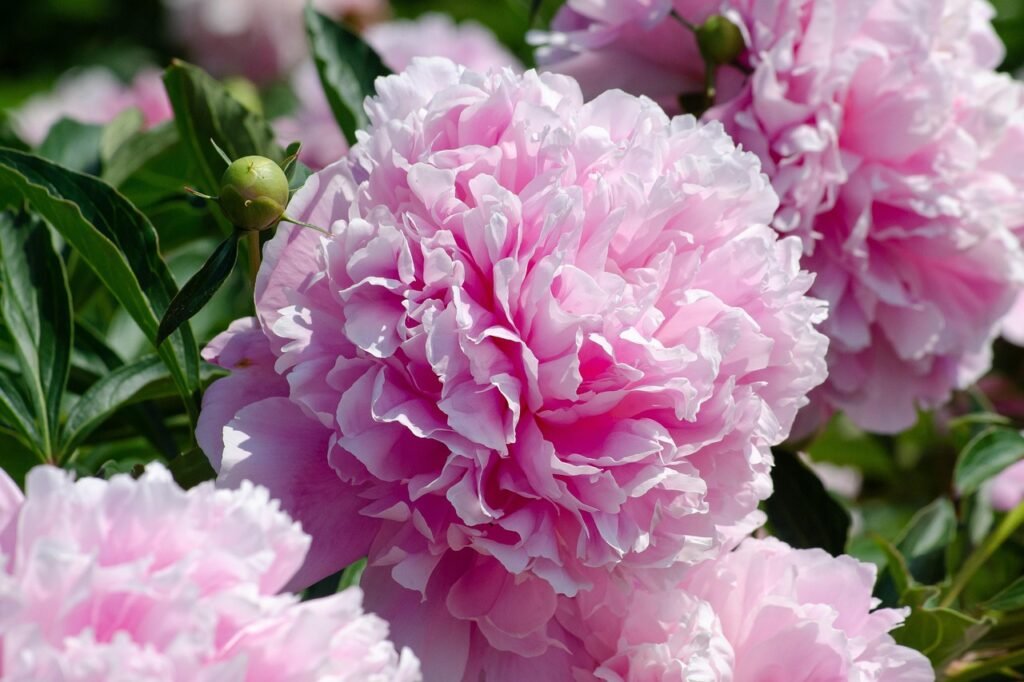 peony, blossom, bloom, filled, paeonia, pink, fragrance, shrub, cottage garden, peony, peony, peony, peony, peony, paeonia, paeonia, paeonia, paeonia, cottage garden, cottage garden, cottage garden, cottage garden, cottage garden