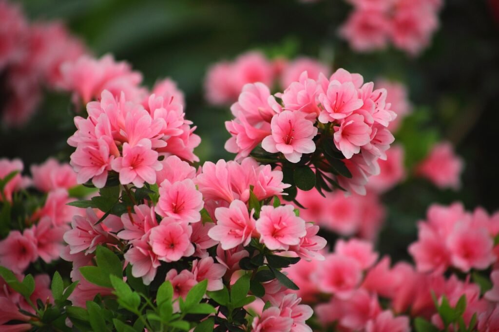 flower, plant, garden, nature, leaf, azalea, spring flowers, spring, azalea, azalea, azalea, flower wallpaper, azalea, flower background, beautiful flowers, azalea