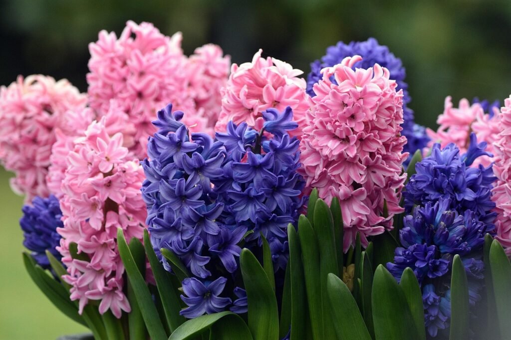 flowers, hyacinth, flowering, closeup, spring, nature, hyacinth, flower wallpaper, hyacinth, beautiful flowers, hyacinth, flower background, hyacinth, hyacinth