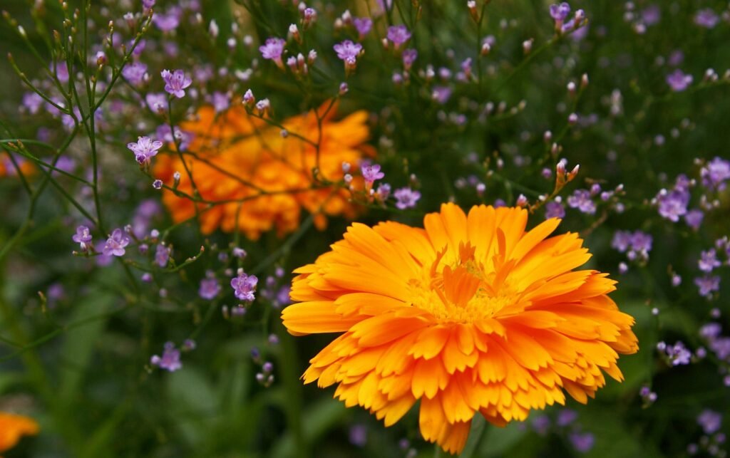 Close-up of a vibrant orange marigold surrounded by purple wildflowers, showcasing nature's beauty.