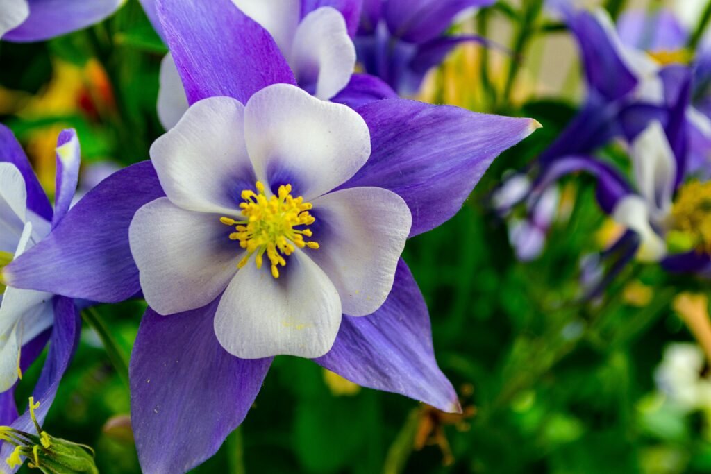 Close-up of a vibrant purple columbine flower in full bloom, showcasing delicate petals and bright colors.