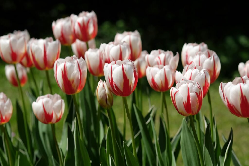 White and red tulips blossoming in a sunlit spring garden.