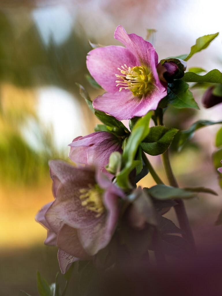 Detailed shot of pink hellebores flowers blooming outdoors in spring.