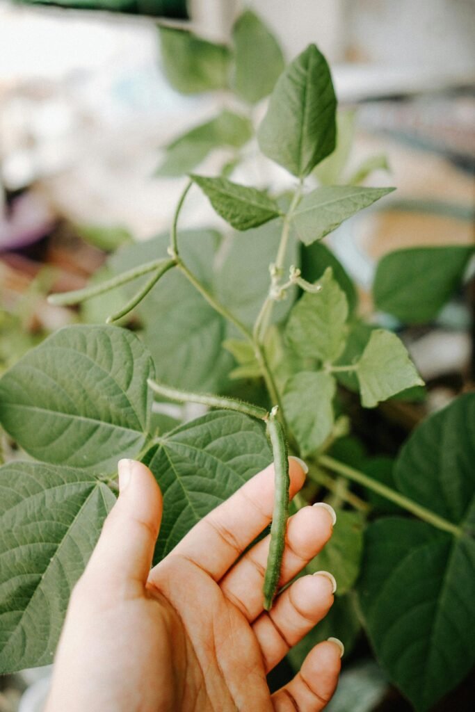 A person's hand gently touches a green bean plant, showcasing growth and nature.