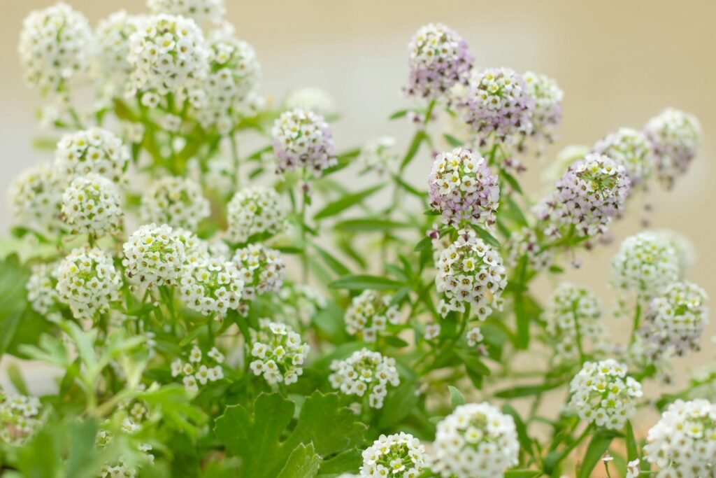 Detailed view of Sweet Alyssum flowers showcasing delicate white and purple blooms.