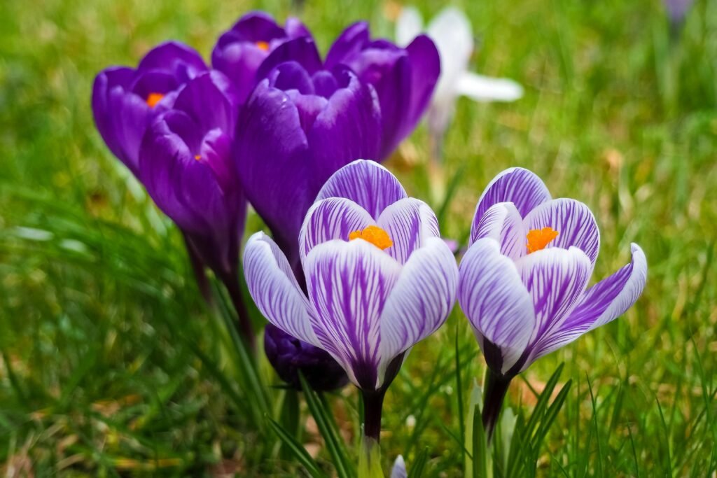 Vibrant purple crocus flowers bloom in a lush meadow during springtime, showcasing nature's beauty.