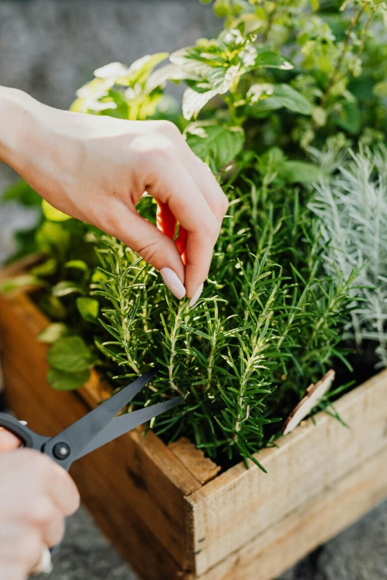 Close-up of hands harvesting rosemary with scissors from a wooden crate herb garden.