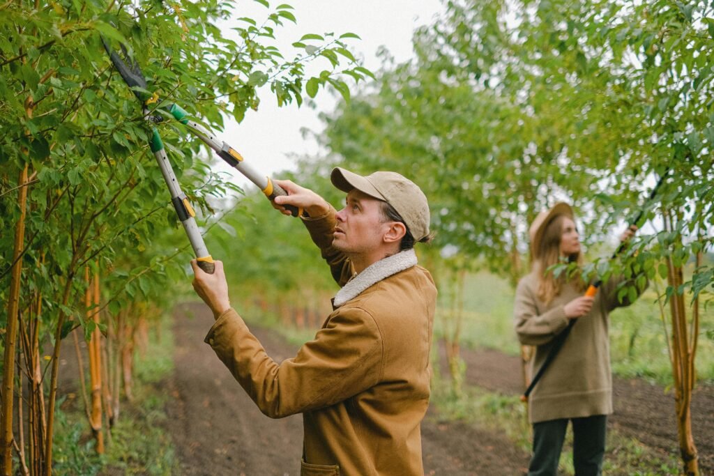 Focused farmers with secateurs and pole pruner cutting twigs on trees growing in rows in plantation