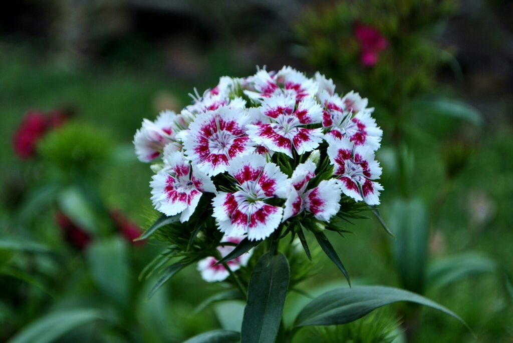 A close-up of vibrant red and white Dianthus flowers in a lush garden setting.