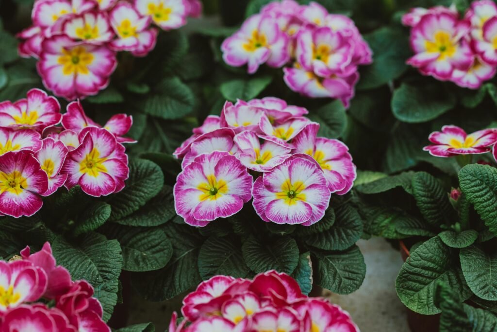 From above of bright blossoming primroses with delicate petals on buds growing in greenhouse