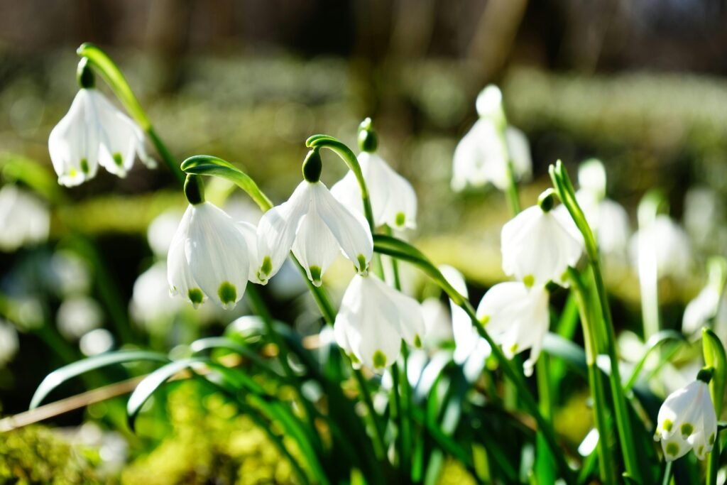 Beautiful snowdrops in full bloom under the warm spring sunlight.